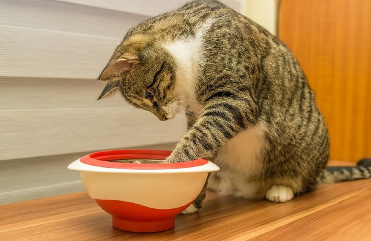 Kenapa Kucing Suka Mengubur Sisa Makanannya? Ternyata Karena 4 Faktor Ini