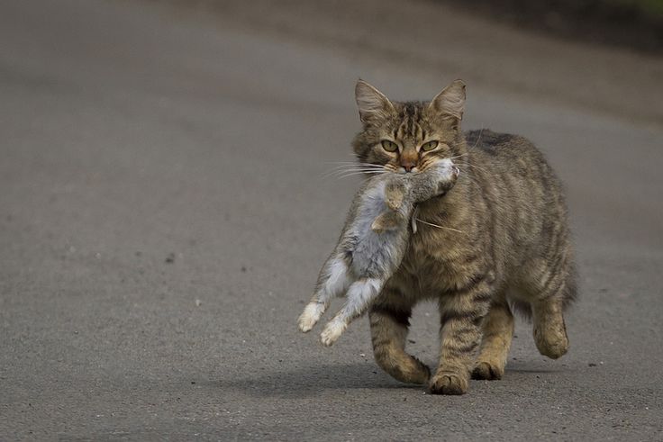 Bisa Meningkatkan Kesehatan Mental! Ini Dia Manfaat Pelihara Kucing Kampung!