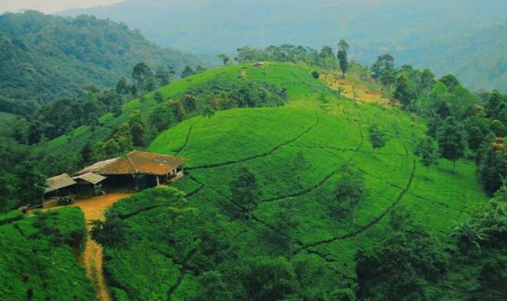Mirip Puncak, Bogor! Kebun Teh Cipasung: Wisata Kebun Teh di Majalengka yang Memanjakan Mata