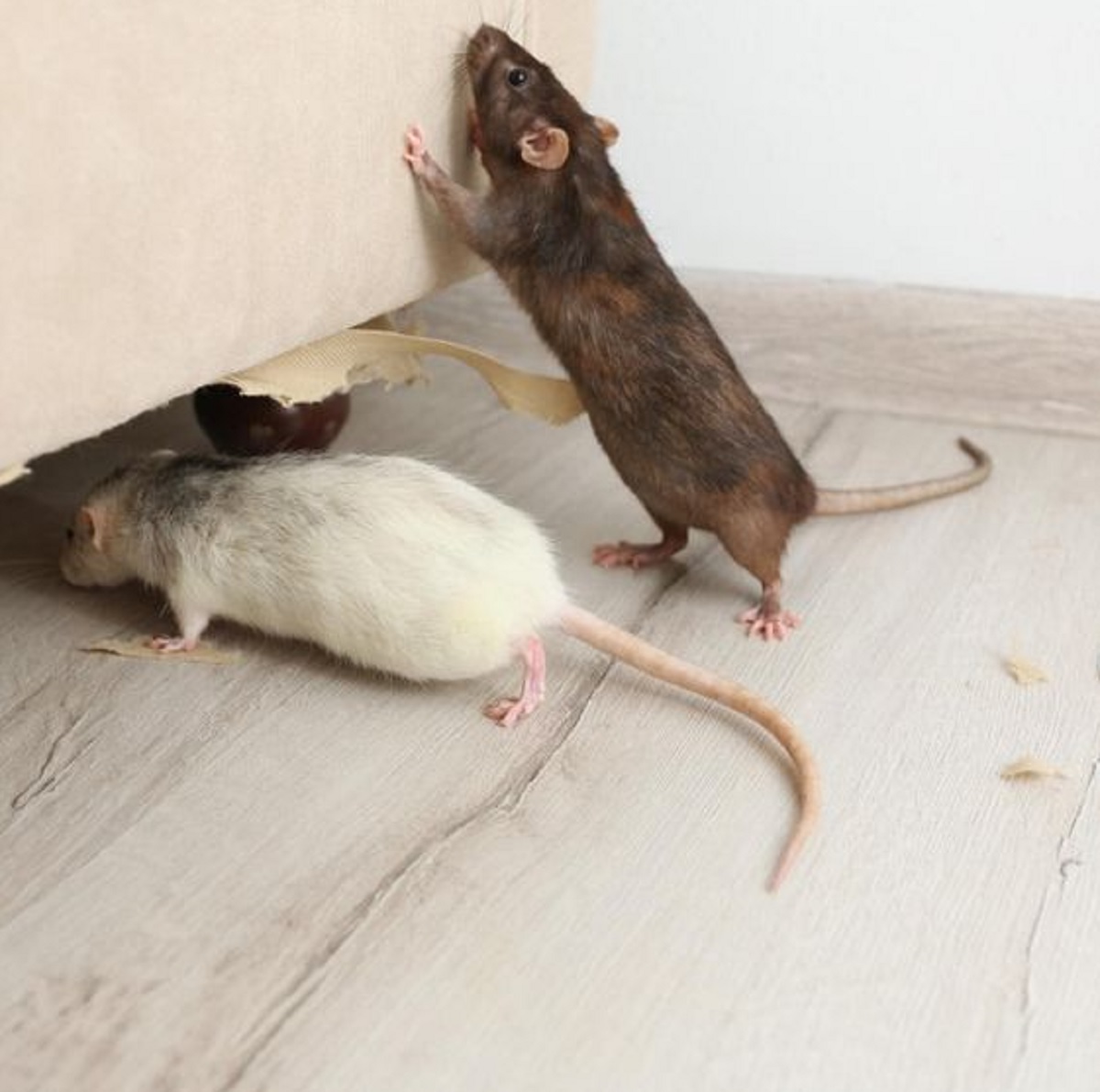 Plafon Rumah Terasa Berisik? Bisa Jadi Ada Tikus! Yuk Simak 6 Cara Mengusir Tikus Dari Plafon Rumah