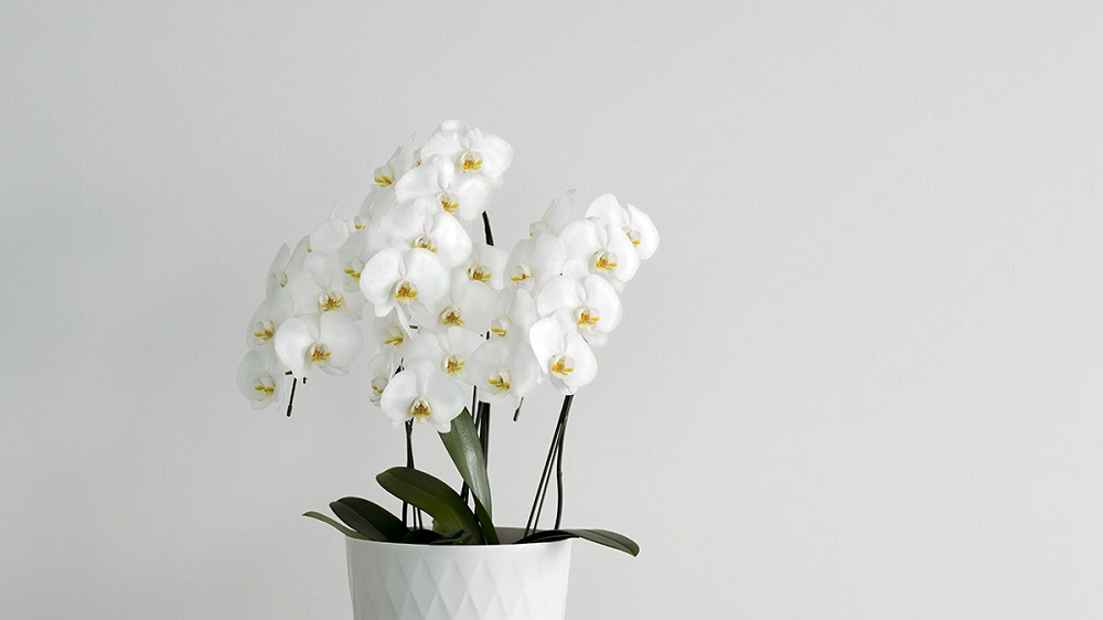 Bukan Hanya Cantik, Ini 5 Jenis Bunga Pembawa Keberuntungan dan Dapat Menarik Energi Positif Masuk Ke Rumah