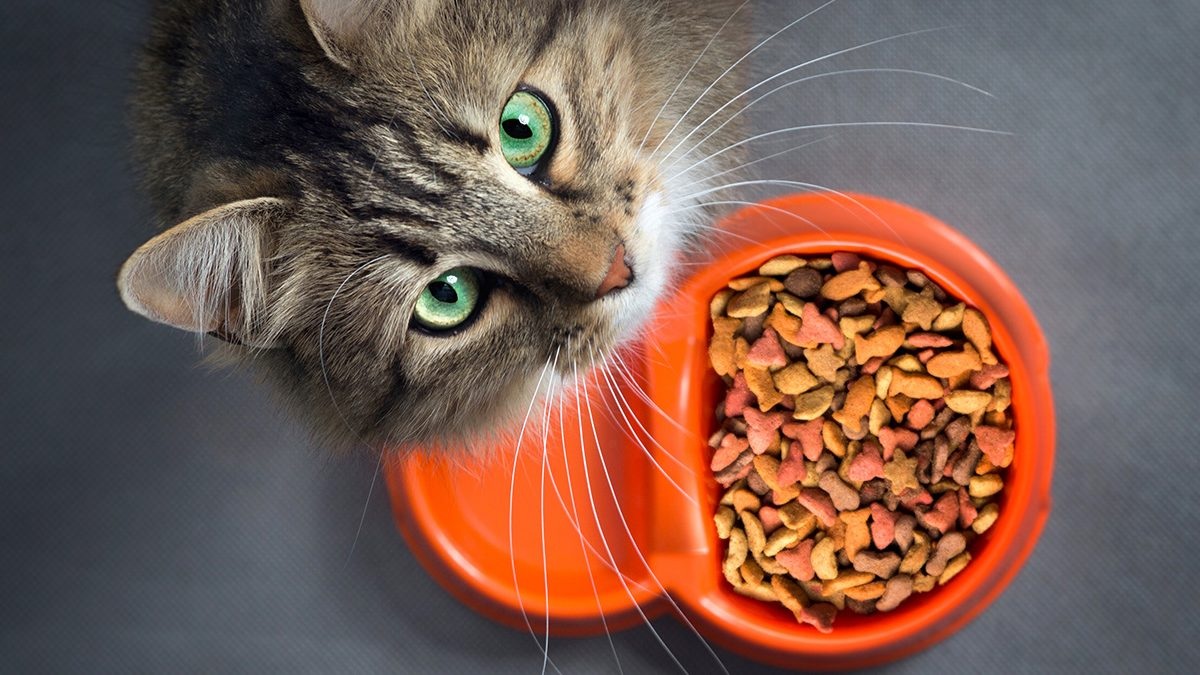 Menjaga Kesehatan Anabul dengan 3 Makanan Kucing yang Bagus untuk Bulu dan Dapat Menggemukan Loh!