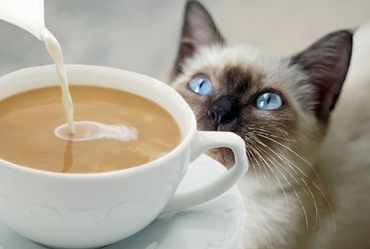 Benarkah Kucing Tidak Suka Dengan Aroma Kopi? Yuk Simak 6 Bau Yang Tidak Disukai Kucing