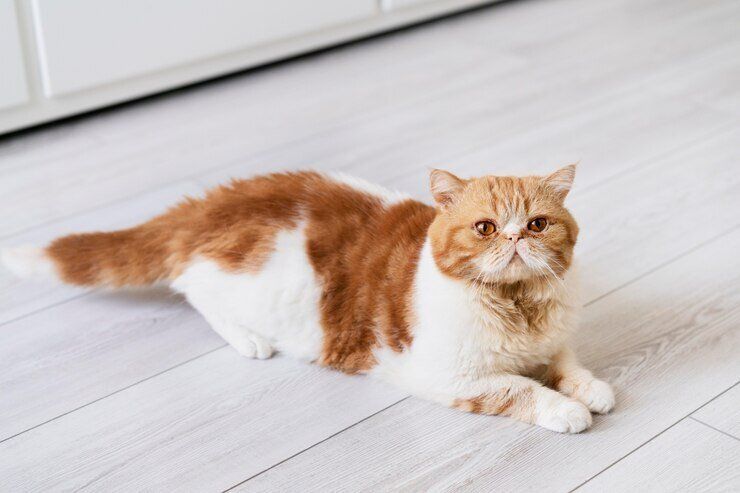 Inilah 4 Cedera Ekor yang Bisa Dialami Oleh Kucing, Pemilik Kucing Harus Tahu!