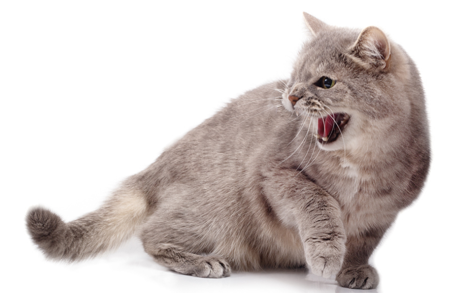 No. 3 Sering Terjadi! Ini 6 Penyebab Kucing Jadi Galak Pada Kita, yang Mungkin Tidak Kita Sadari