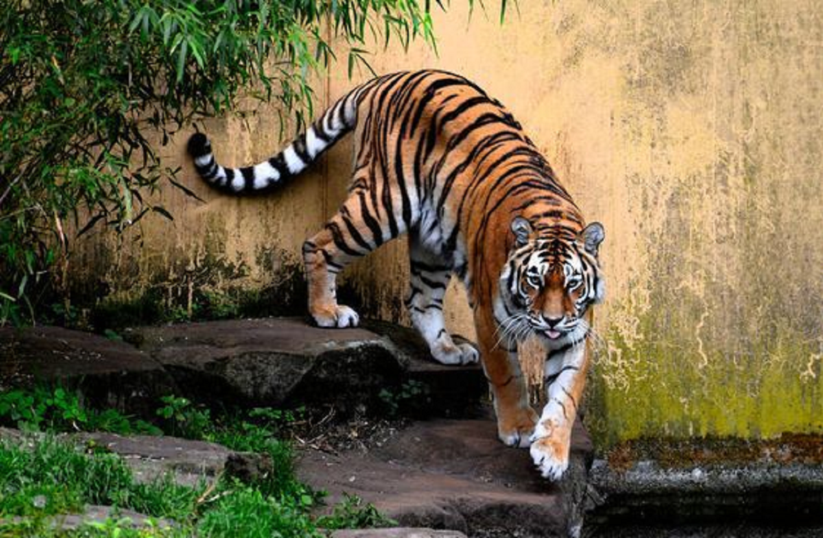 Sekilas Terlihat Serupa, Tapi Ternyata Inilah Perbedaan Antara Harimau dengan Macan