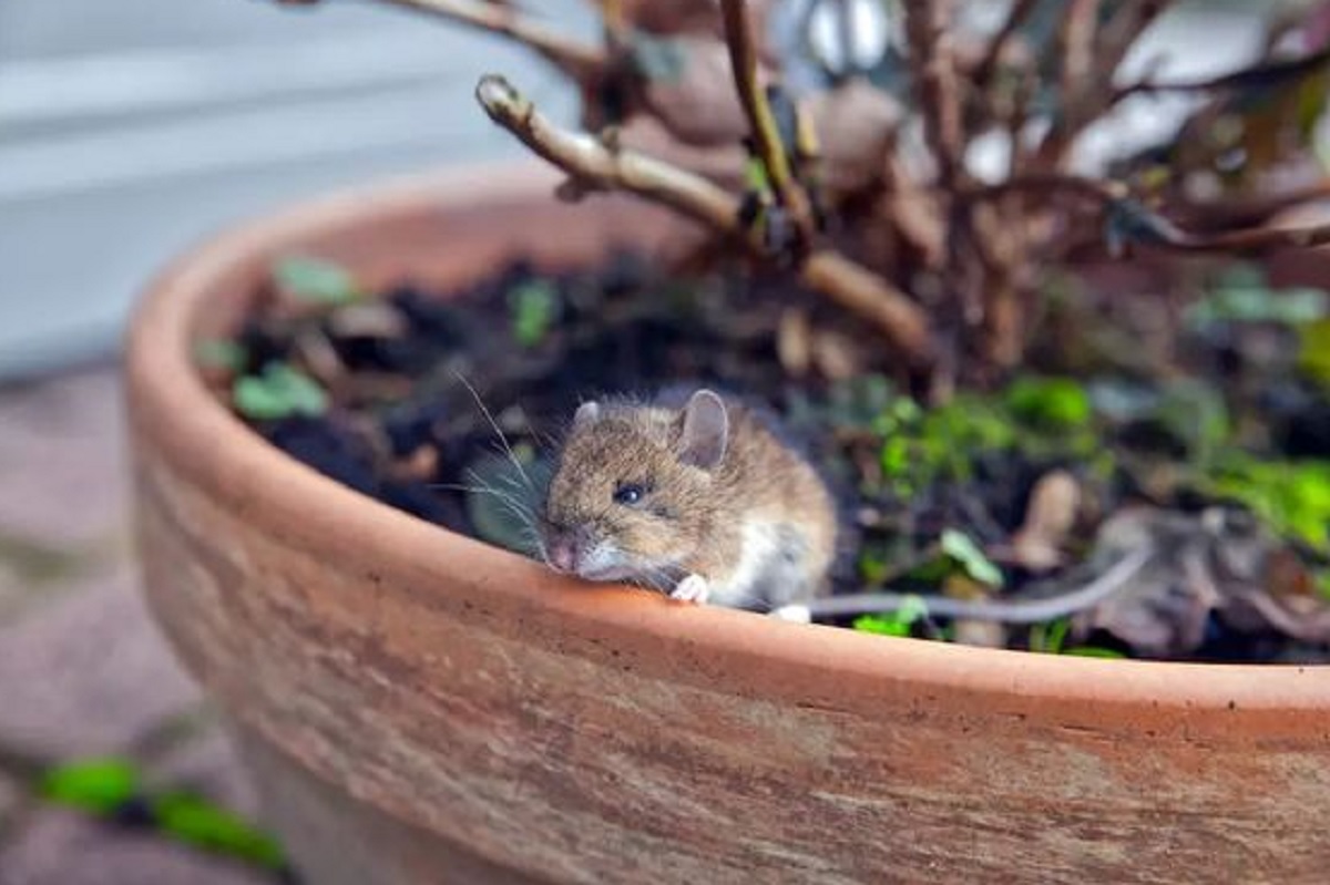 Aromanya Buat Tikus Trauma, Ini Dia 6 Bau Yang Dibenci Tikus, Efektif Usir Tikus Dari Dalam Rumah!