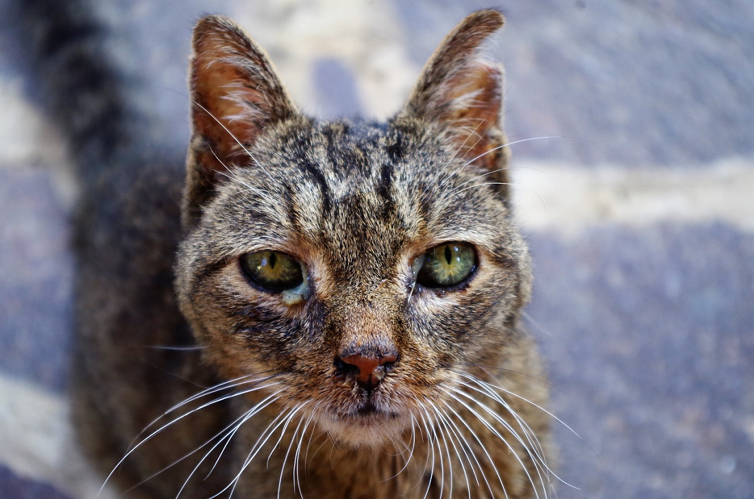 Seberapa Berbahaya Infeksi Mata Kucing Untuk Kucing Peliharaan? Yuk, Simak Pembahasannya Disini! 