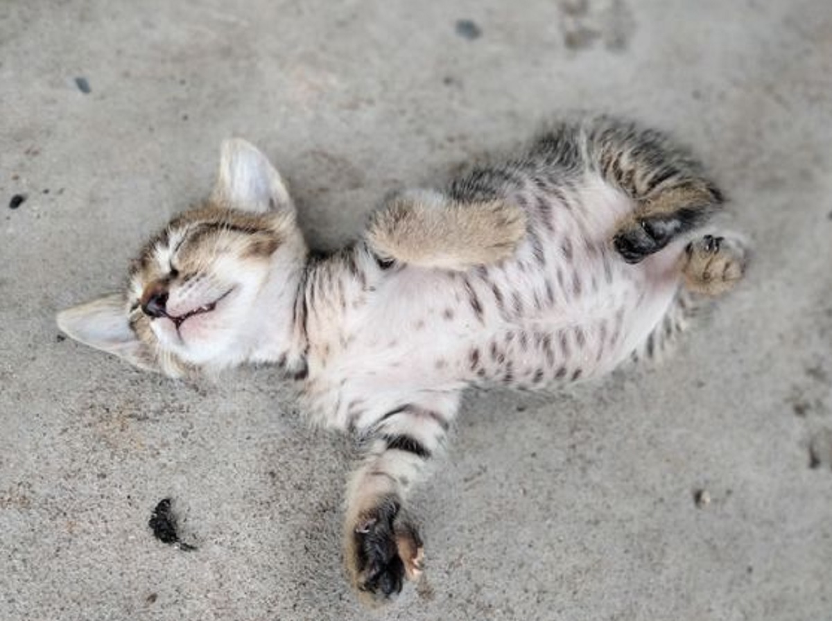 Kenapa Kucing Liar Suka Tidur di Teras Rumahmu? Yuk Kenali 6 Faktor Yang Membuat Kucing Nyaman Tidur di Teras