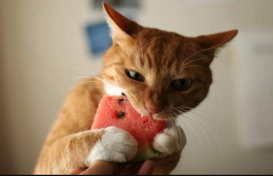 Berikut 10 Jenis Buah yang Aman Dikonsumsi Kucing dan Bermanfaat, Pemilik Kucing di Rumah Wajib Tahu Nih!