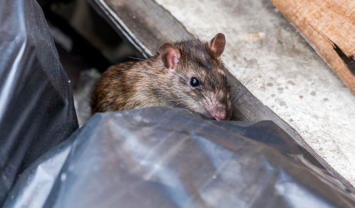 Curiga Rumah Jadi Sarang Tikus? Cek 7 Tempat Kesukaan Tikus di Rumah yang Sering Jadi Sarang Hama