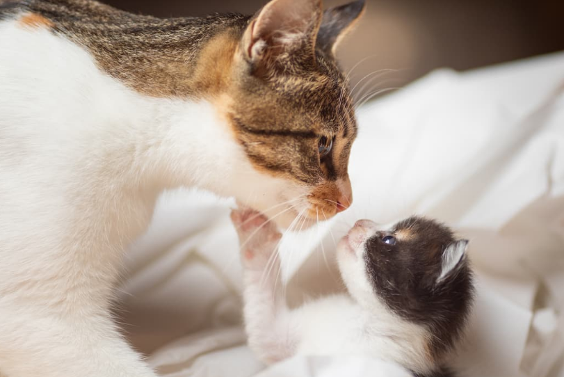 Bukan Tidak Sayang! Ternyata ini 4 Alasan Kenapa Induk Kucing Sering Memarahi Anaknya Sendiri