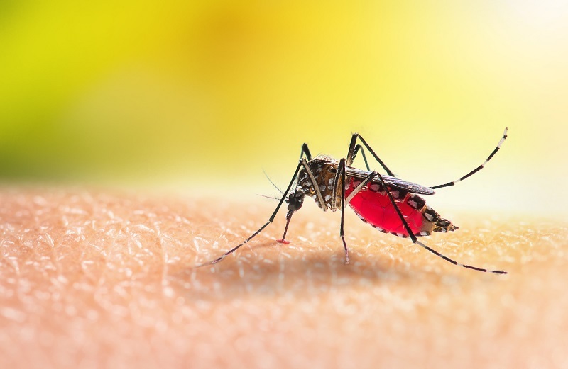 Apakah Kamu Punya Tanaman Ini? 5 Tanaman Bermanfaat Mengusir Nyamuk DBD, Sebagai Pembasmi Alami!