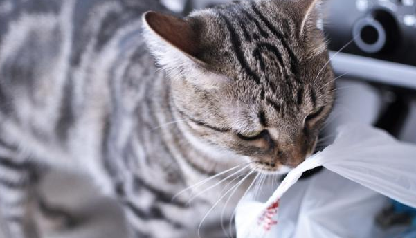 Kucing Sering Makan Plastik? Ini 6 Tanda Kucing Sedang Lapar, yang Jarang Diketahui Para Catlovers!