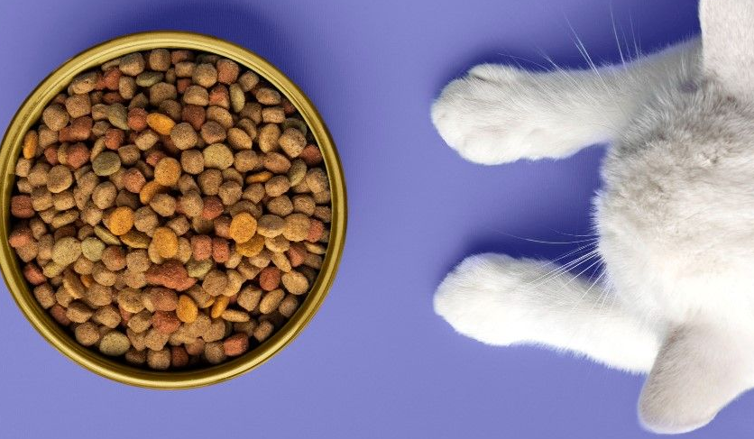 Berikut 5 Produk Makanan Kucing Terbaik, yang Bagus Untuk Kesehatan Bulu dan Kulit Peliharaan Kita!