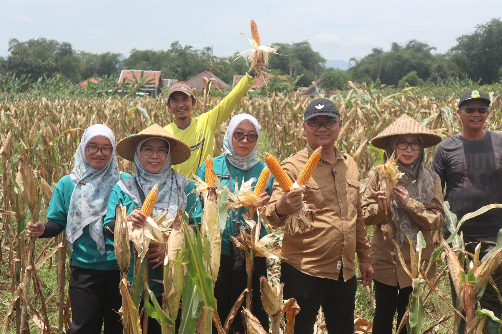 Penopang Industri Peternakan, Kuningan Pilih Kembangkan Jagung Pakan