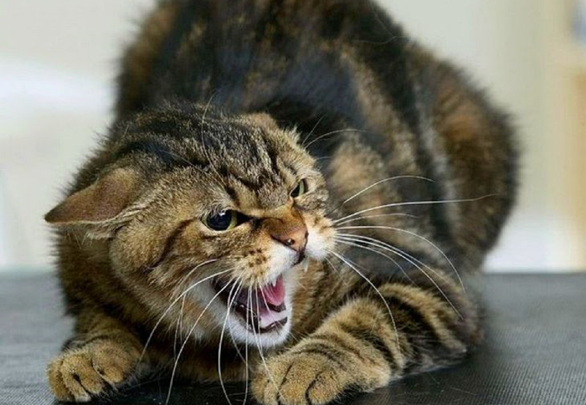 Seperti Pelihara Harimau! Berikut 6 Jenis Ras Kucing Peliharan yang Super Galak!