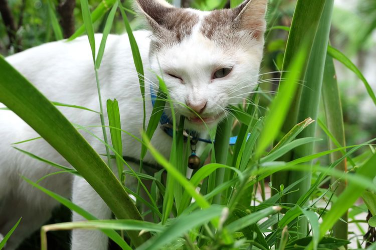 Inilah 4 Alasan Kenapa Kucing Makan Rumput yang Ternyata Baik Untuk Kesehatan