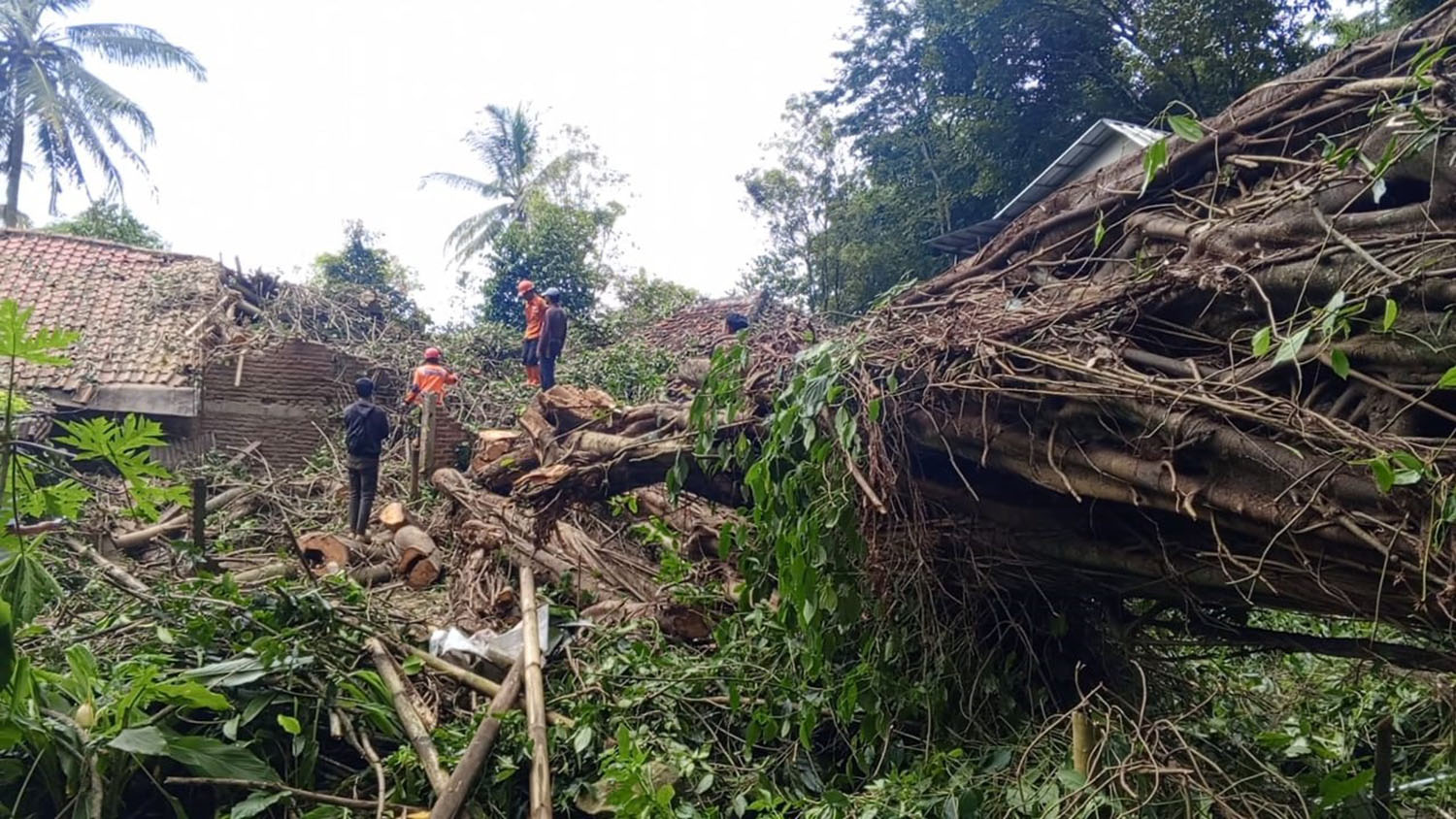 Pohon Raksasa Tumbang Rusak 3 Rumah di Purwawinangun