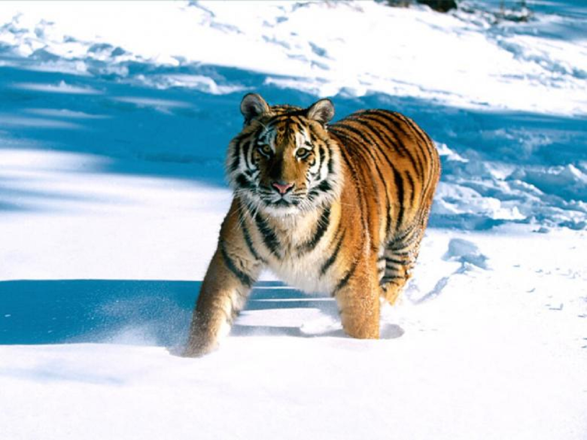 Punah Terlebih Dahulu Sebelum Harimau Jawa? Ini Daftar Harimau Yang Sudah Punah Di Alam, Kamu Wajib Tahu! 