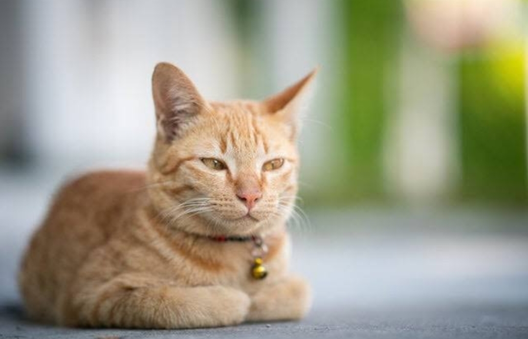 Kamu Perlu Tahu! Inilah 6 Alasan Mengapa Kucing Kampung Jarang Sakit