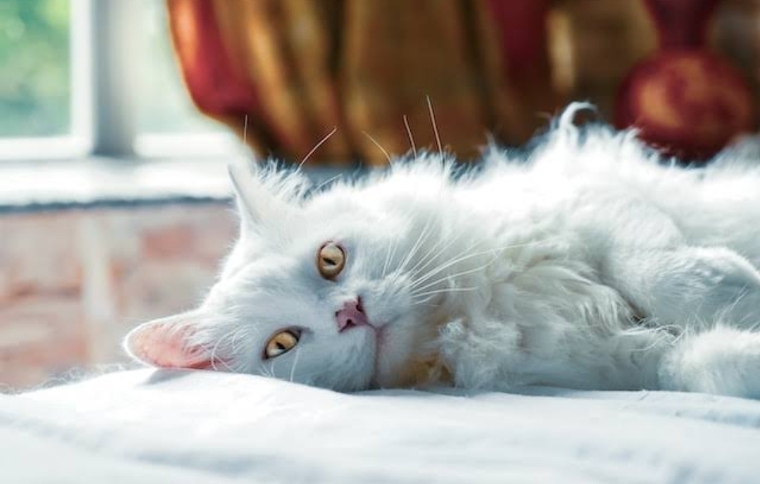 Begini 7 Cara Ampuh Merawat Bulu Kucing Anggora Agar Tidak Rontok