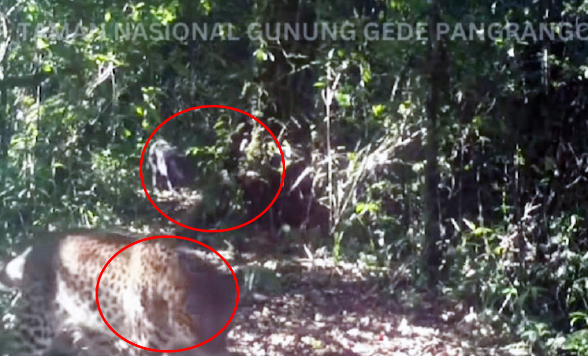 Penampakan 2 Macan Tutul Gunung Gede Pangrango Terekam Kamera Pemantau, Pendaki Dilarang Buang Sisa Makanan