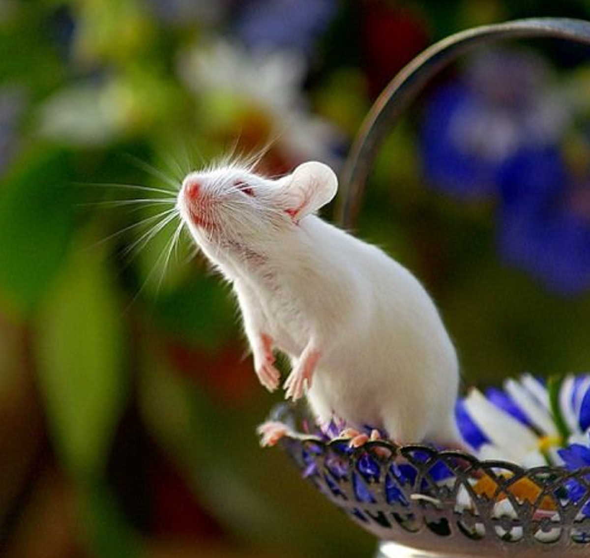 Tikus Kabur Karena Baunya, Berikut 5 Bau Alami Yang Tidak Disukai Tikus