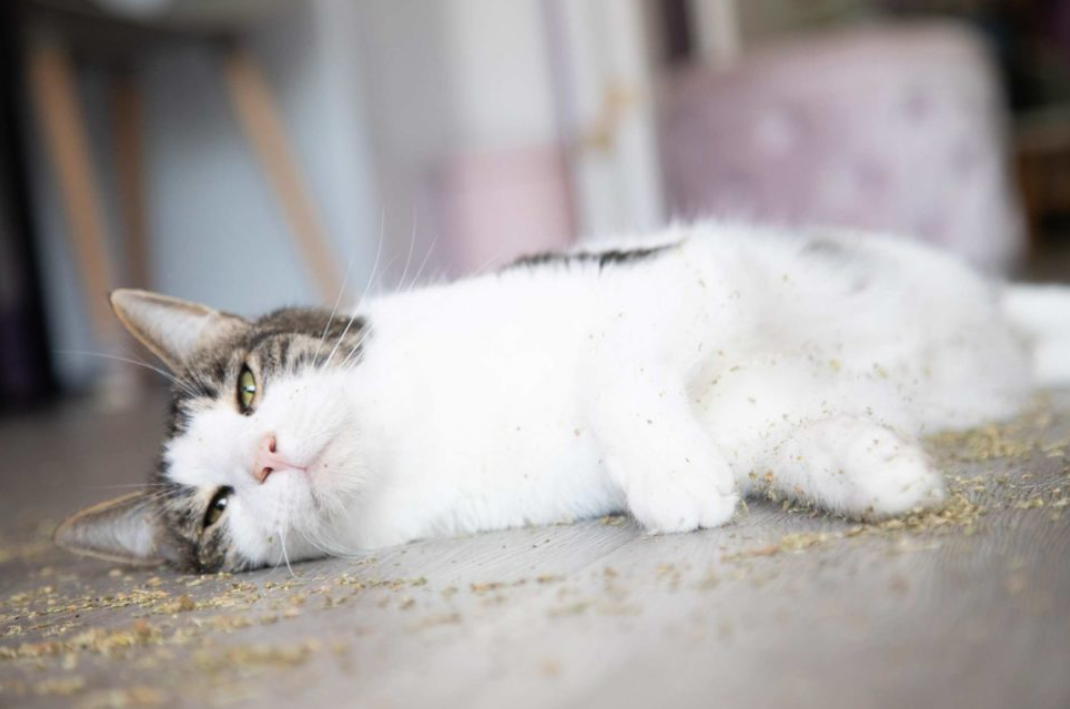 Inilah Tanaman yang Bikin Kucing Mabuk, 5 Fakta Unik Tanaman Catnip, Bisa Diminum Manusia?