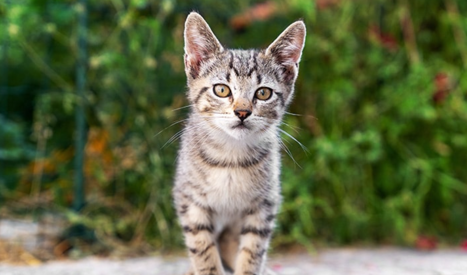 Mengadopsi Kucing Jalanan? Ini 7 Penyakit yang Umum Menyerang Kucing Kampung dan Perlu Diwaspadai