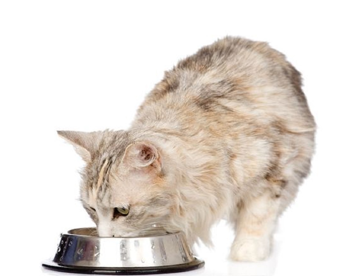 6 Rekomendasi Jenis Makanan Kucing Murah Mulai 20 Ribuan Saja, Para Catlovers Wajib Baca!