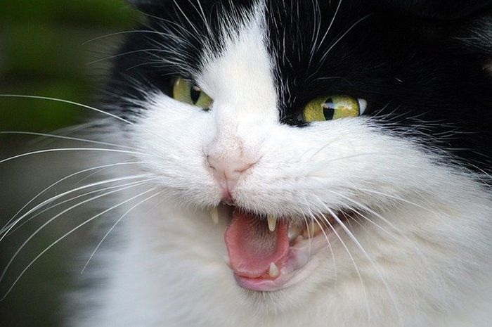 Inilah 3 Penyebab dan Solusi Mengatasi Kucing Agresif yang Membuat Kucing Sakit Hati, Bikin Sedih!