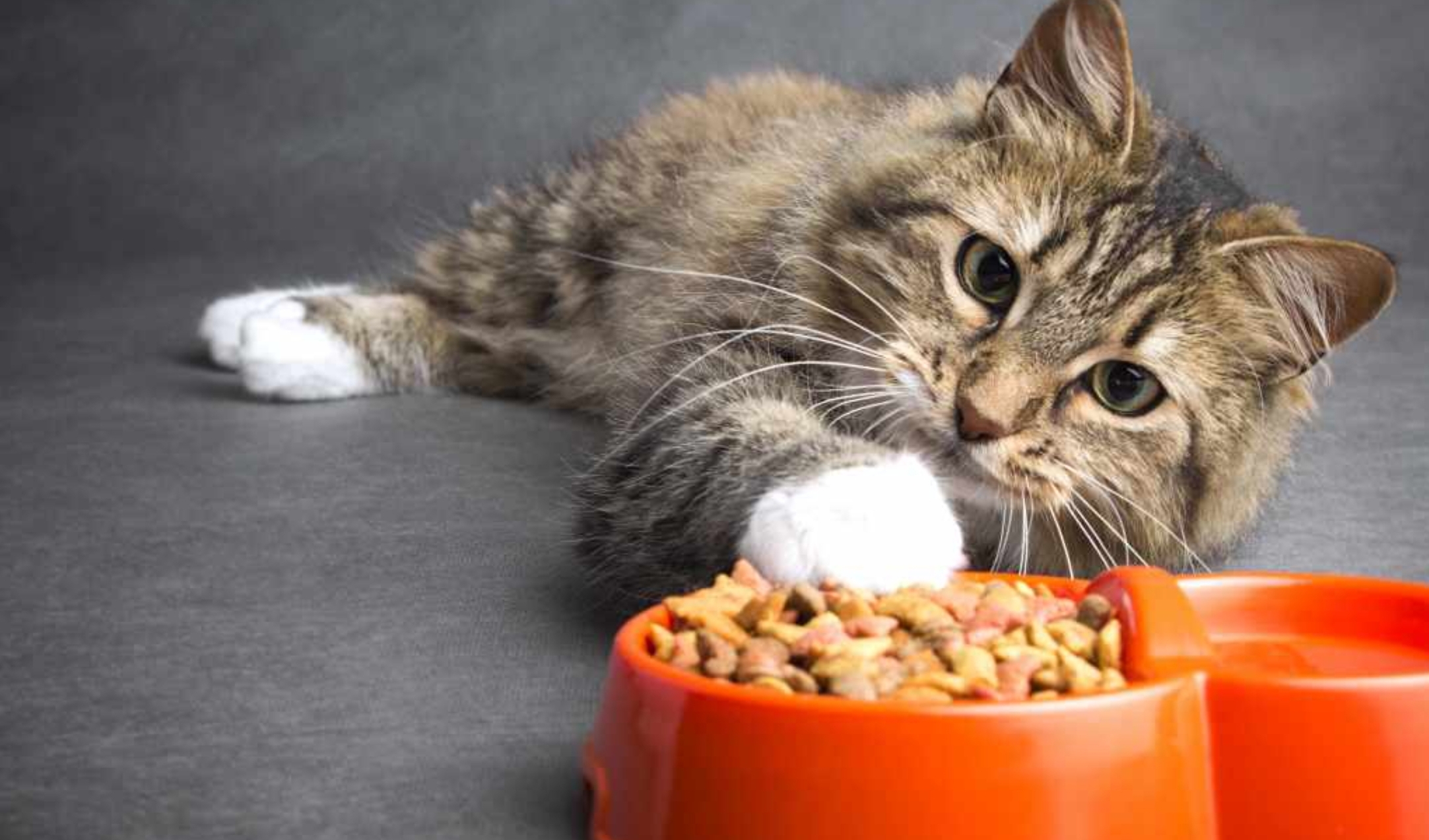5 Penyebab Kucing Tidak Mau Makan dan Cara Mengatasinya, Ganti Makanan?