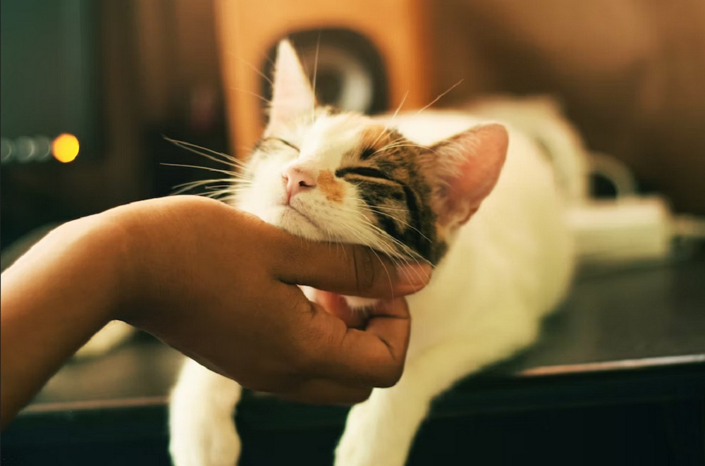 Kenali 6 Cara Kucing Menunjukan Kasih Sayang dan Perhatiannya Kepadamu, Ini Yang Di Lakukannya