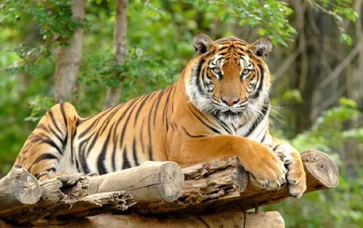 Sudah Di Nyatakan Punah Selama Puluhan Tahun, Apakah Benar Harimau Jawa Masih Belum Punah?