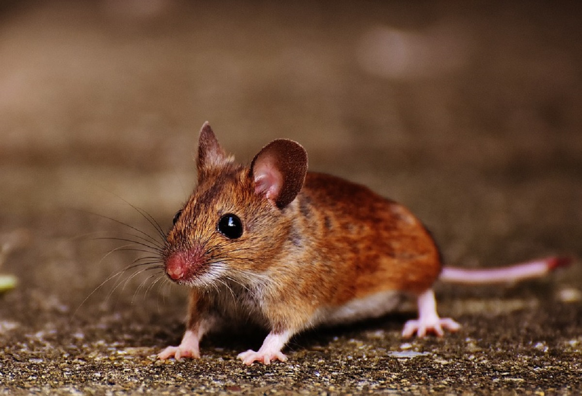 Tikus Tidak Suka Aromanya, Berikut 5 Bau Alami Yang Tidak Disukai Tikus, Cocok Mengusir Tikus Dari Rumah!