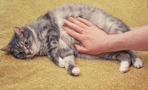Waspada! Inilah 7 Ciri ciri Kucing Terkena Racun yang Jarang Disadari Pemiliknya, Nomor 2 Bikin Panik