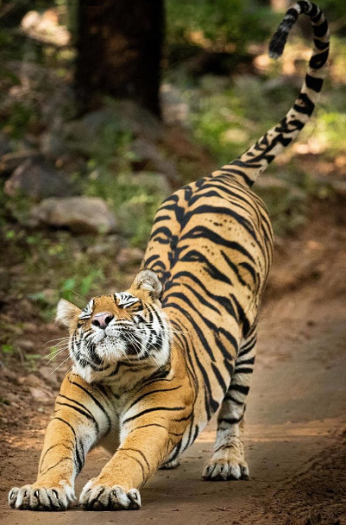 Sama Sama Jenis Kucing Besar, Ternyata Ini 5 Perbedaan Harimau dan Macan Yang Perlu Kita Ketahui