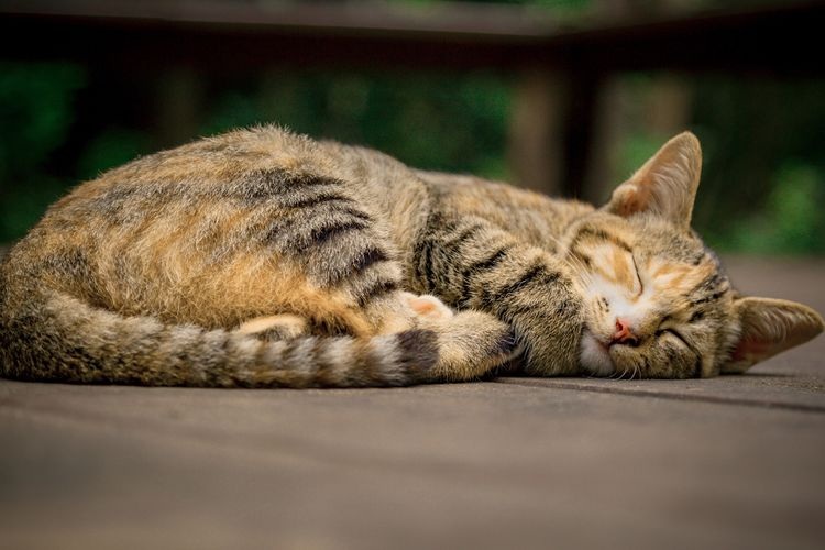 Mitos atau Fakta Jika Kucing Mati Didepan Rumah dapat Memberikan Kesialan? Inilah 3 Penjelasan yang Populer!