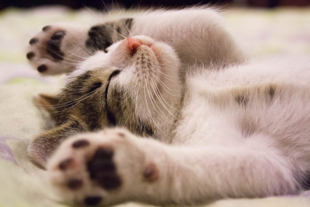 Katanya: ‘Cocok Dipelihara Anak’ Berikut 5 Jenis Kucing Peliharaan Untuk Anak-Anak! Nomor 1 Mudah Ditemukan