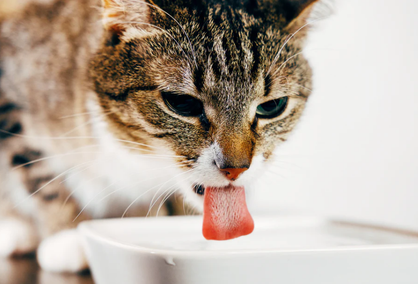 Berapa Banyak Kucing Harus Minum Dalam Sehari? Ini Dia Jumlah Kebutuhan Cairan yang Harus Dipenuhinya