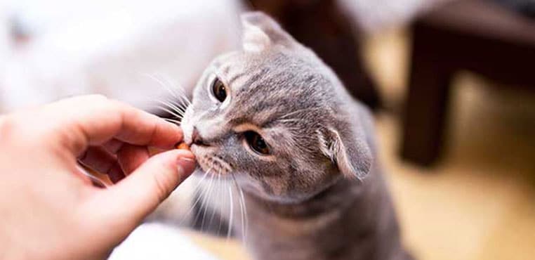 6 Cara Agar Kucing Nurut dan Tidak Nakal, Bisa Bikin Kucing Patuh dan Takluk Padamu!
