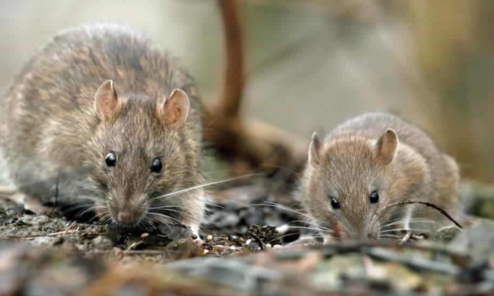 Bisa Timbulkan 4 Penyakit Serius, Simak Bahaya Menghirup Bau Kencing Tikus untuk Kesehatan