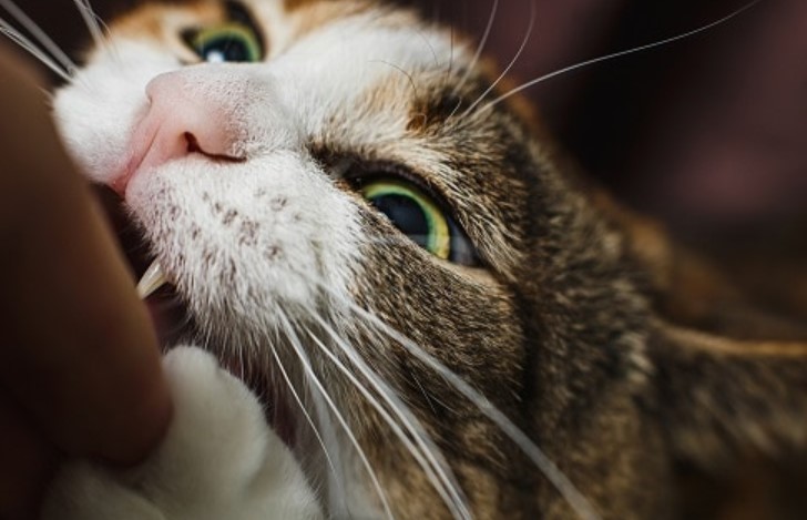 Apakah Gigitan Kucing Berbahaya? Berikut 3 Alasan Kucing Menggigit dan Penjelasan Dampaknya