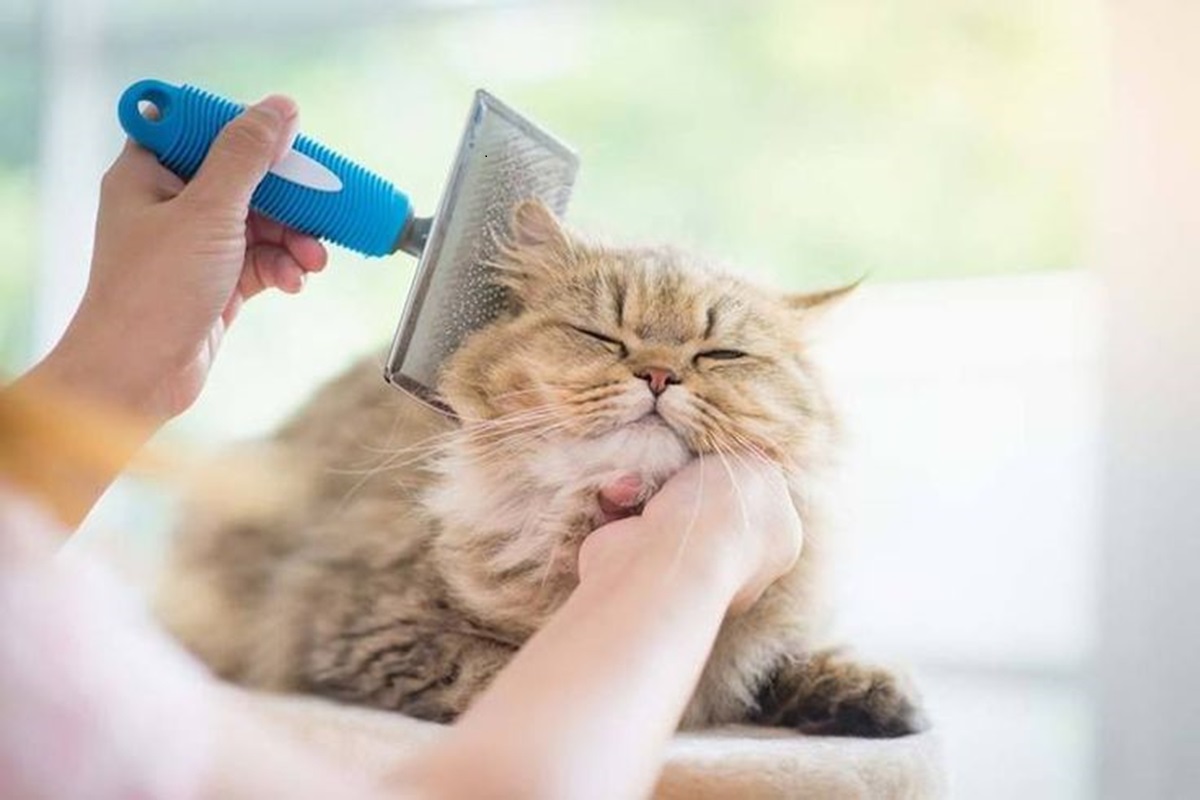 7 Tips dan Cara Ampuh untuk Menghilangkan Kutu pada Bulu Kucing Peliharaan Anda!