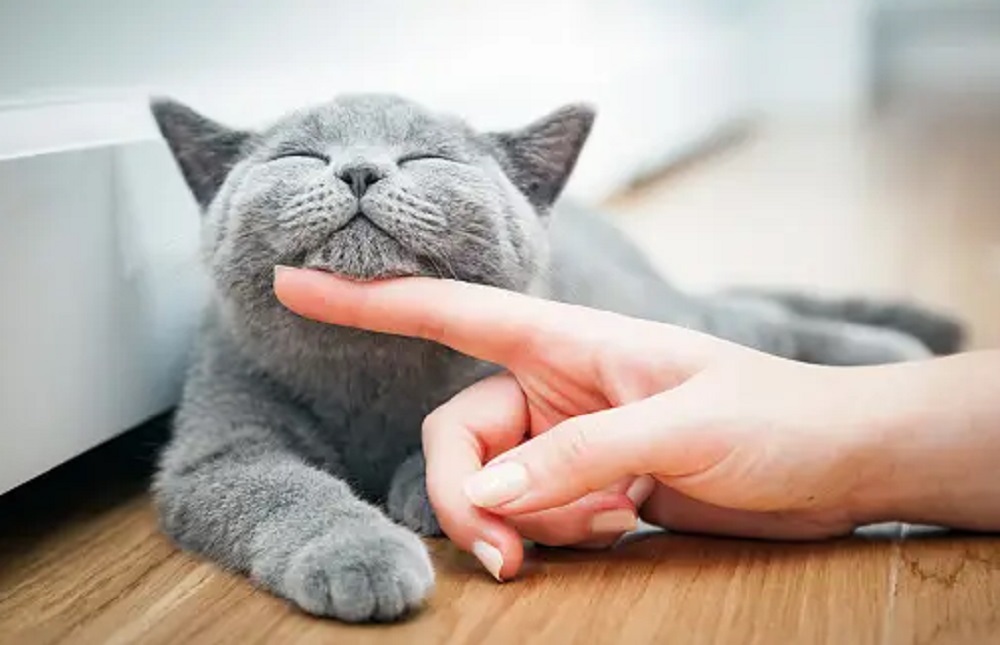 Kenali 6 Cara Terima kasih Kucing Kepadamu Yang Jarang Kamu Sadari, Pemilik Kucing Wajib Peka!