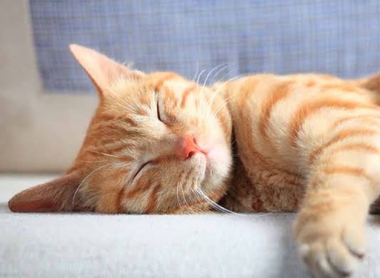 Jarang Diperhatikan! Berikut adalah 5 Tanda Kucing Sedang Mengantuk, yang Mungkin Sering Kamu Sepelekan