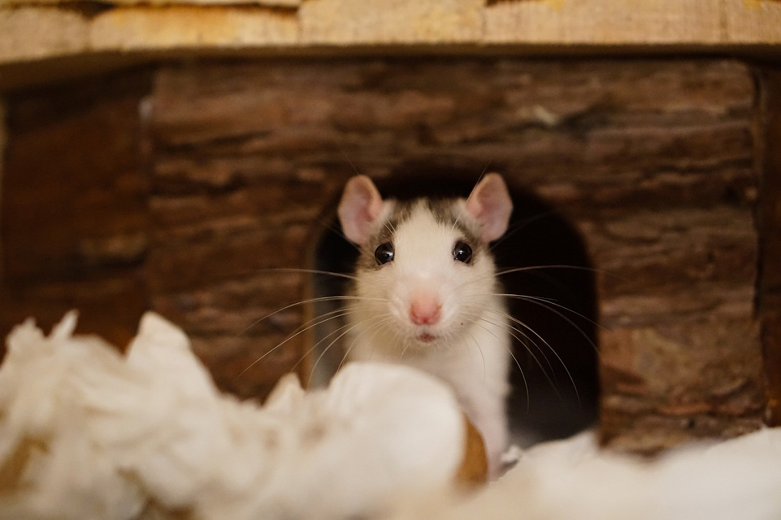 Mudah Dan Simpel, Ini Cara Menemukan Sarang Tikus Di Rumah! Simak Untuk Membasmi Tikus Di Rumahmu