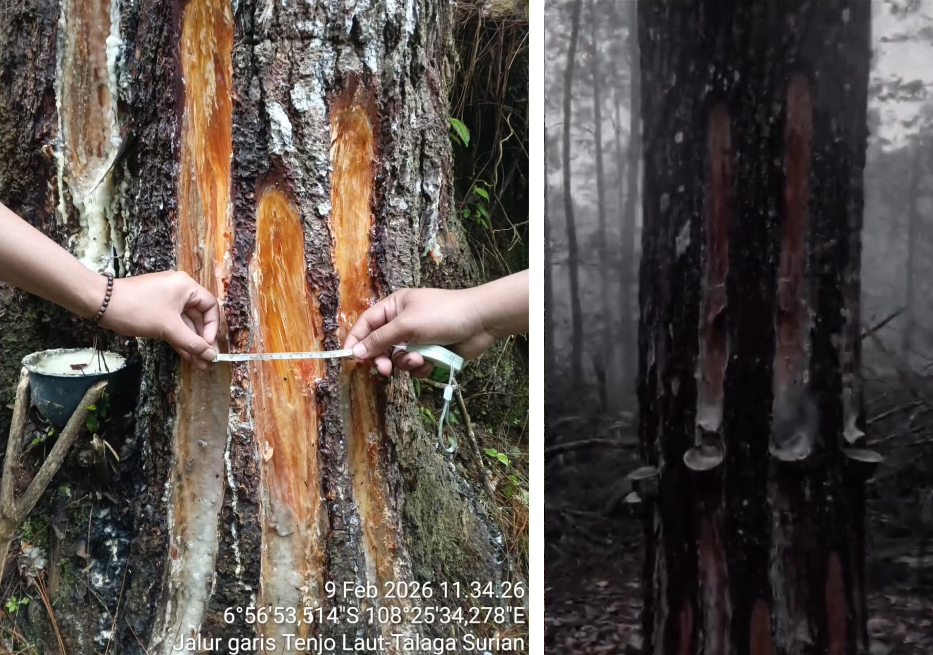 Paguyuban Silihwangi Majakuning Bantah Pelaku Penyadapan Getah Pinus