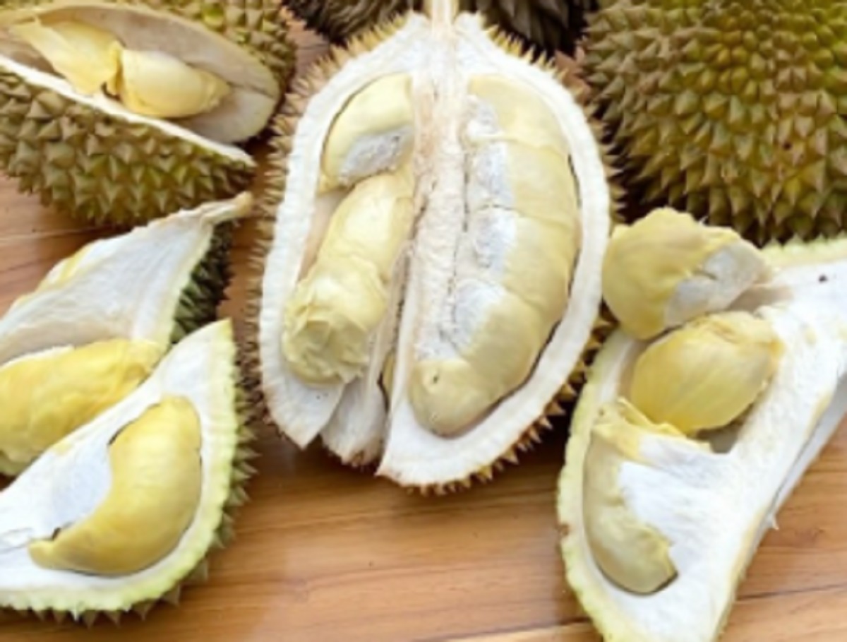 Supaya Tidak Bingung, Perhatikan Ini Sebelum Pergi ke Festival Durian di Desa Wisata Cibuntu Kuningan 